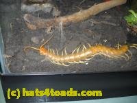/home//u458753944/public_html/sourcegallery//////////////////////////Insects and small critters/millipedes and centipedes/DSCN1948.JPG